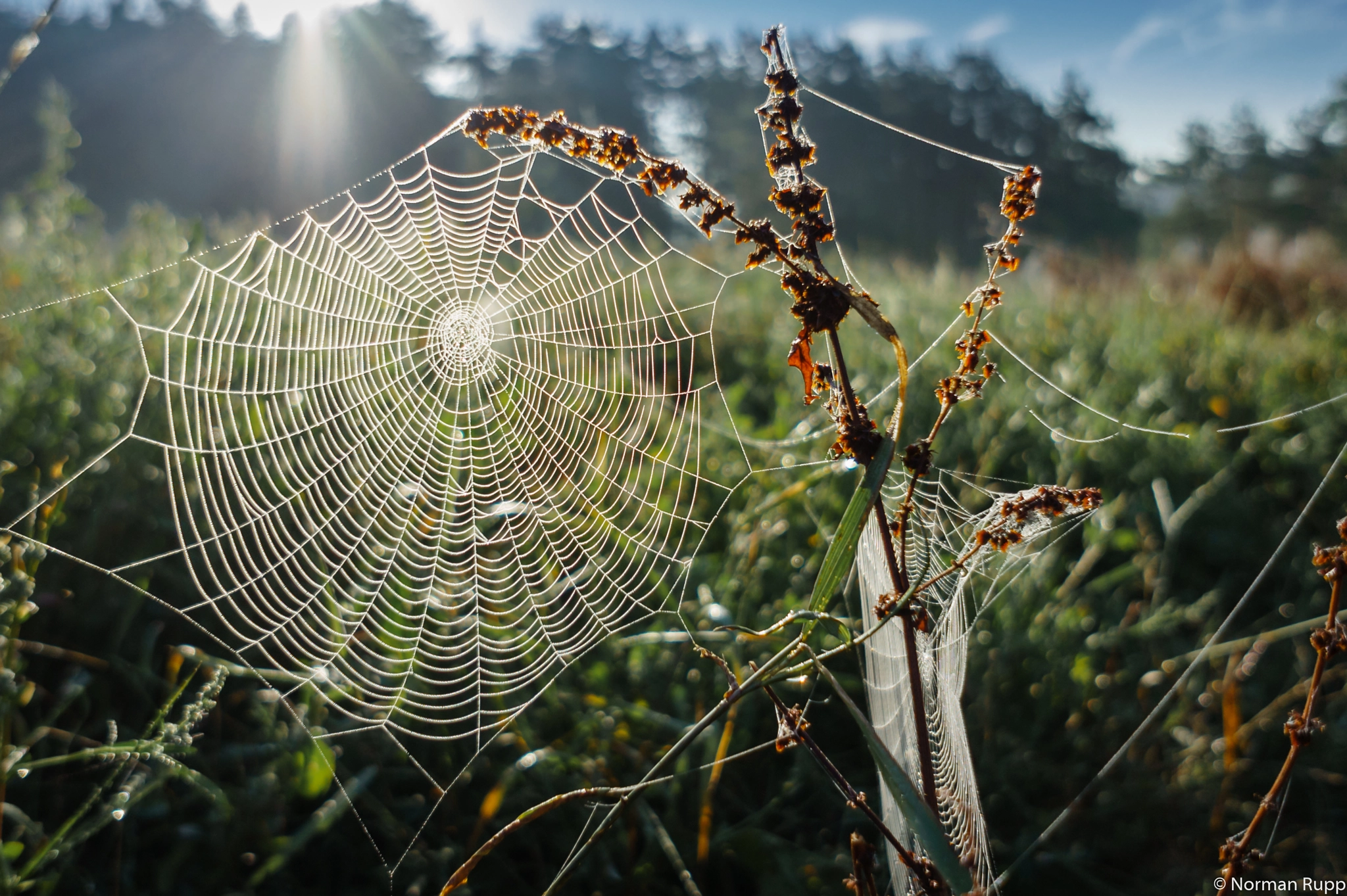 Sony Alpha NEX-5 + Sony E 16mm F2.8 sample photo. Early morning dew on cobweb photography