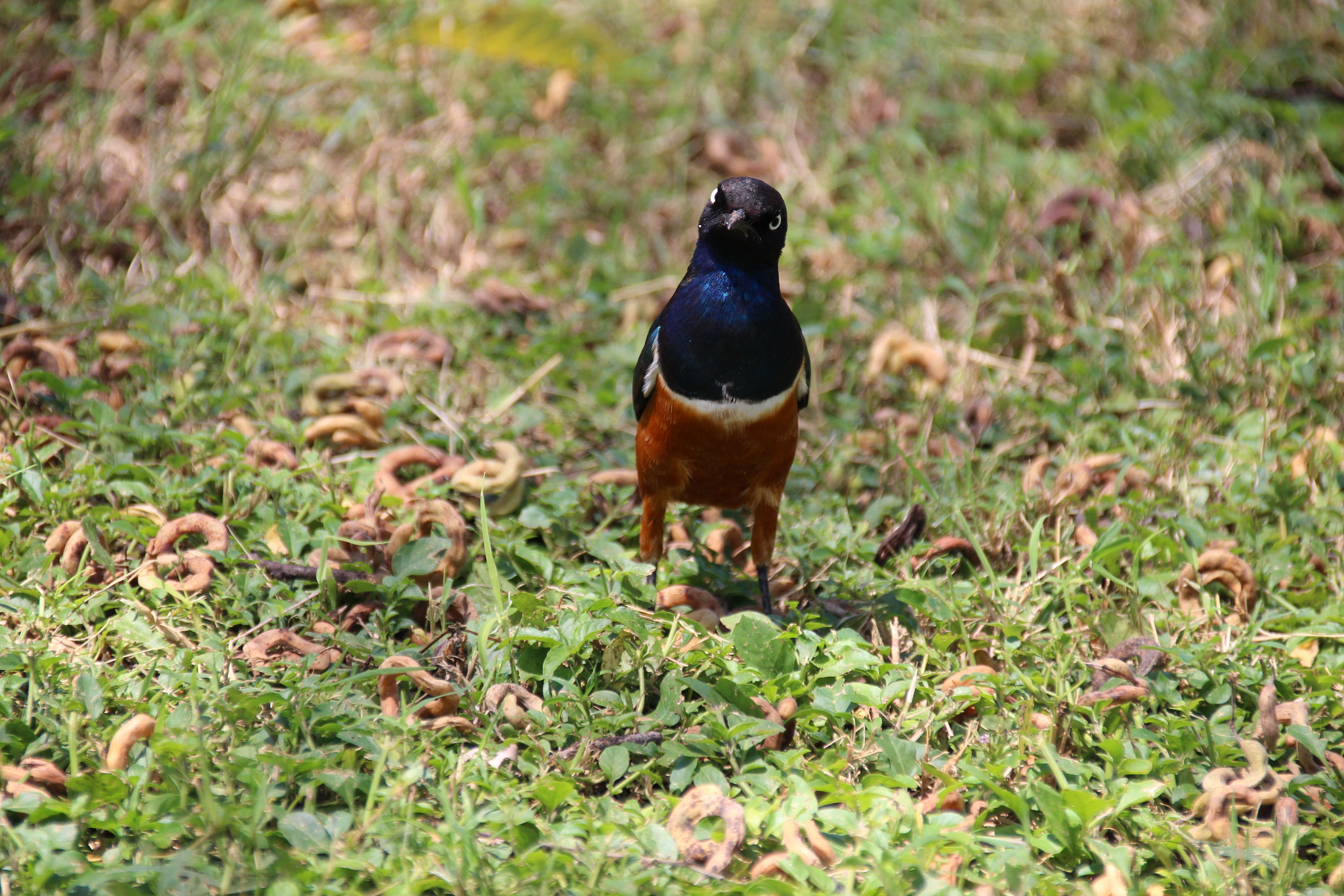 Canon EF 75-300mm F4.0-5.6 IS USM sample photo. Enough alright photography
