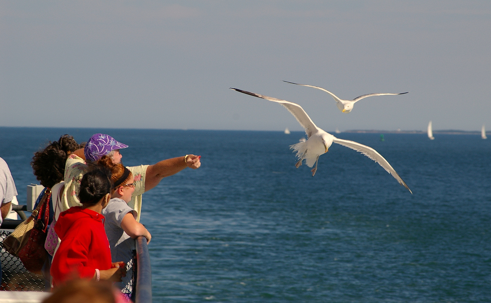 Pentax *ist DS sample photo. Feeding seagulls. photography