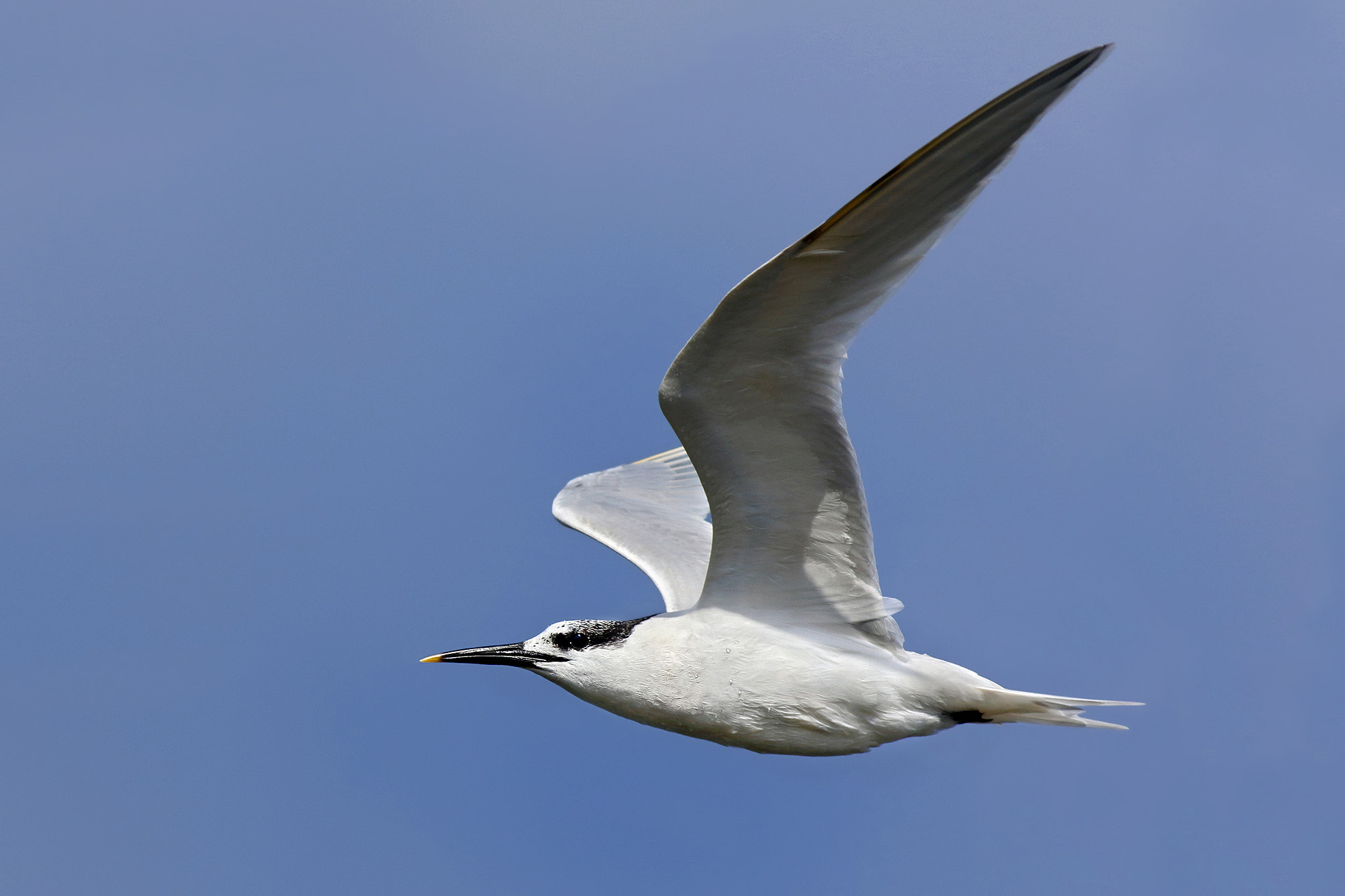 Canon EOS 7D Mark II + Canon EF 500mm f/4.5L sample photo. Sandwich tern photography