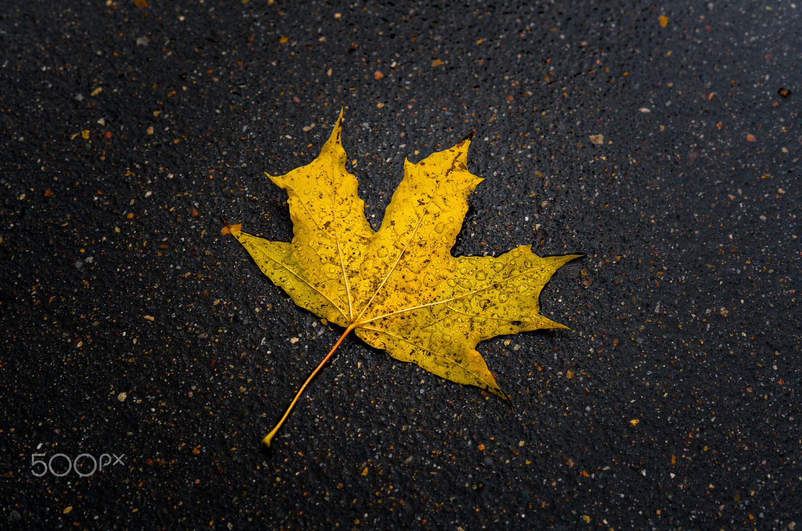 Sony a7R II + Sony 50mm F1.4 sample photo. A wet leaf photography