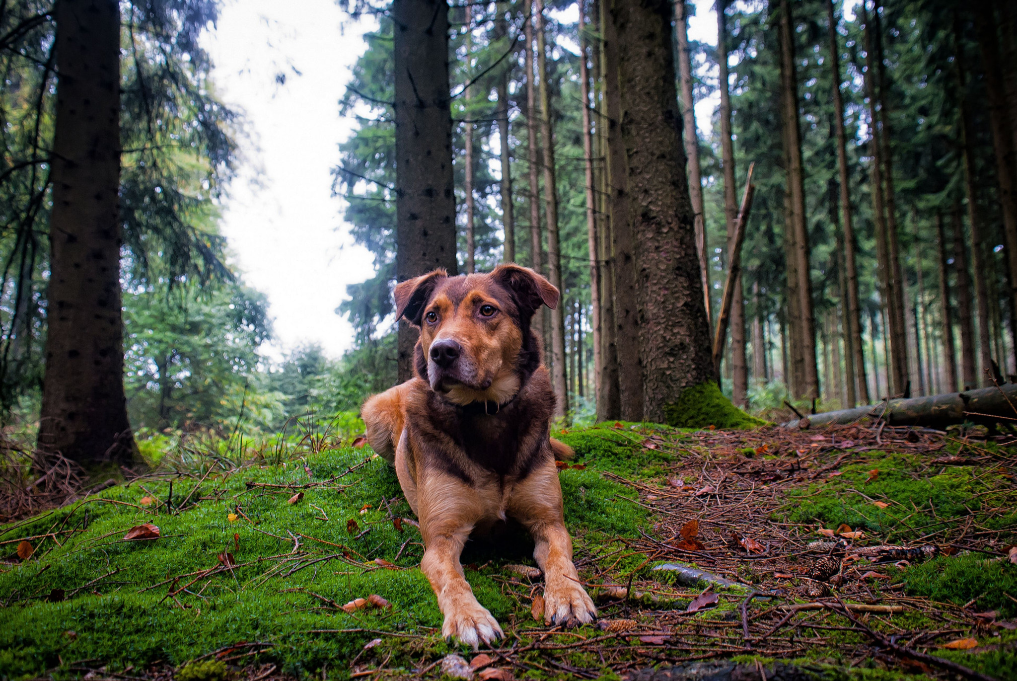 Nikon D3000 + Sigma 18-50mm F2.8-4.5 DC OS HSM sample photo. Dog in the woods photography