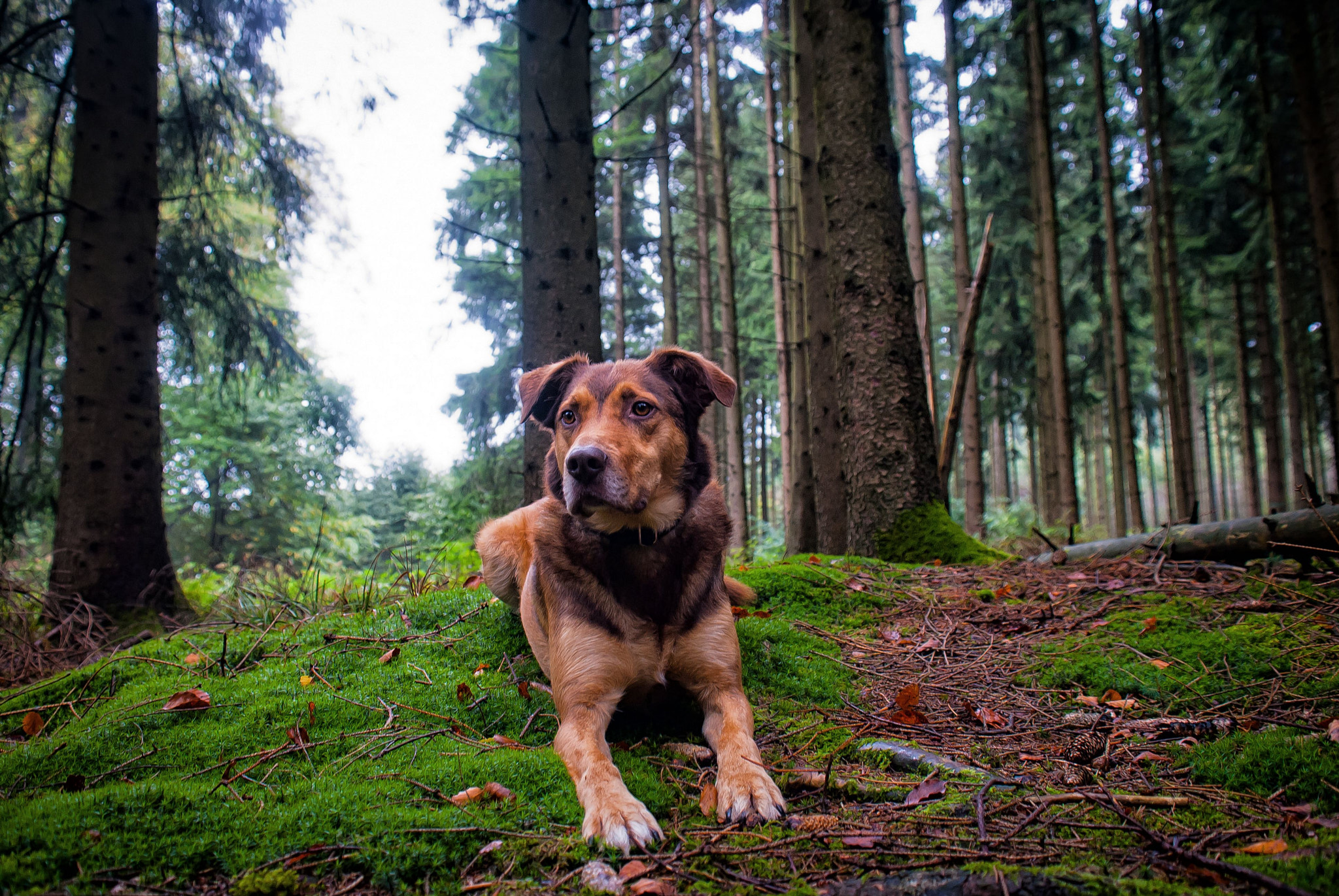 Sigma 18-50mm F2.8-4.5 DC OS HSM sample photo. Dog in the woods photography