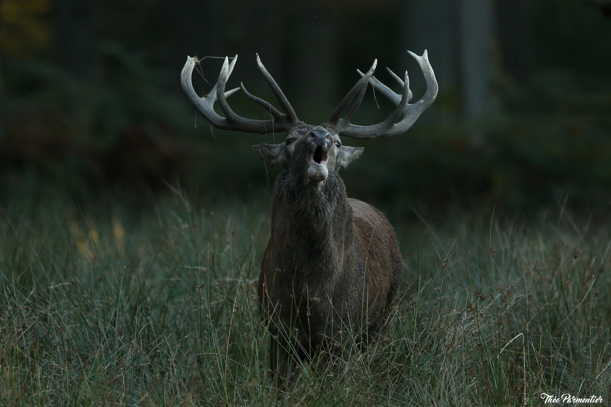 Canon EOS 7D Mark II sample photo. Deer / cerf photography