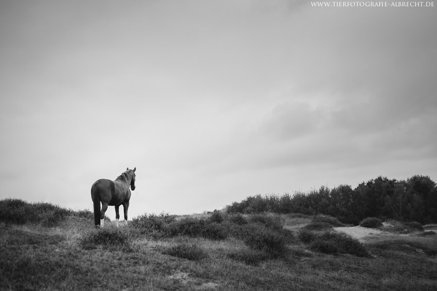 Canon EOS-1D Mark III sample photo. Far away photography