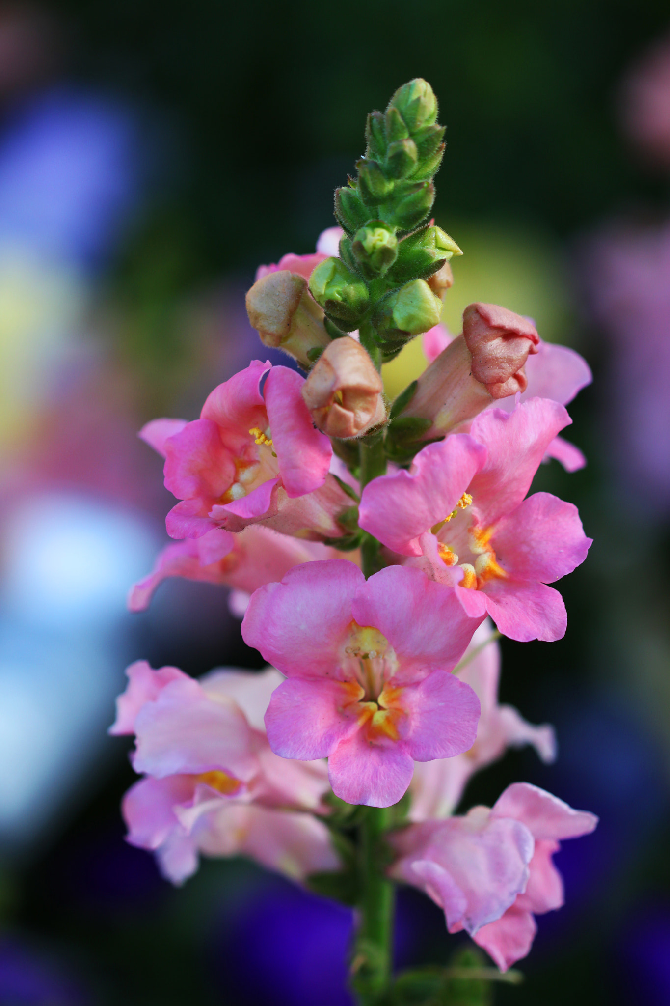 Canon EF 100mm F2.8 Macro USM sample photo. The power of color photography