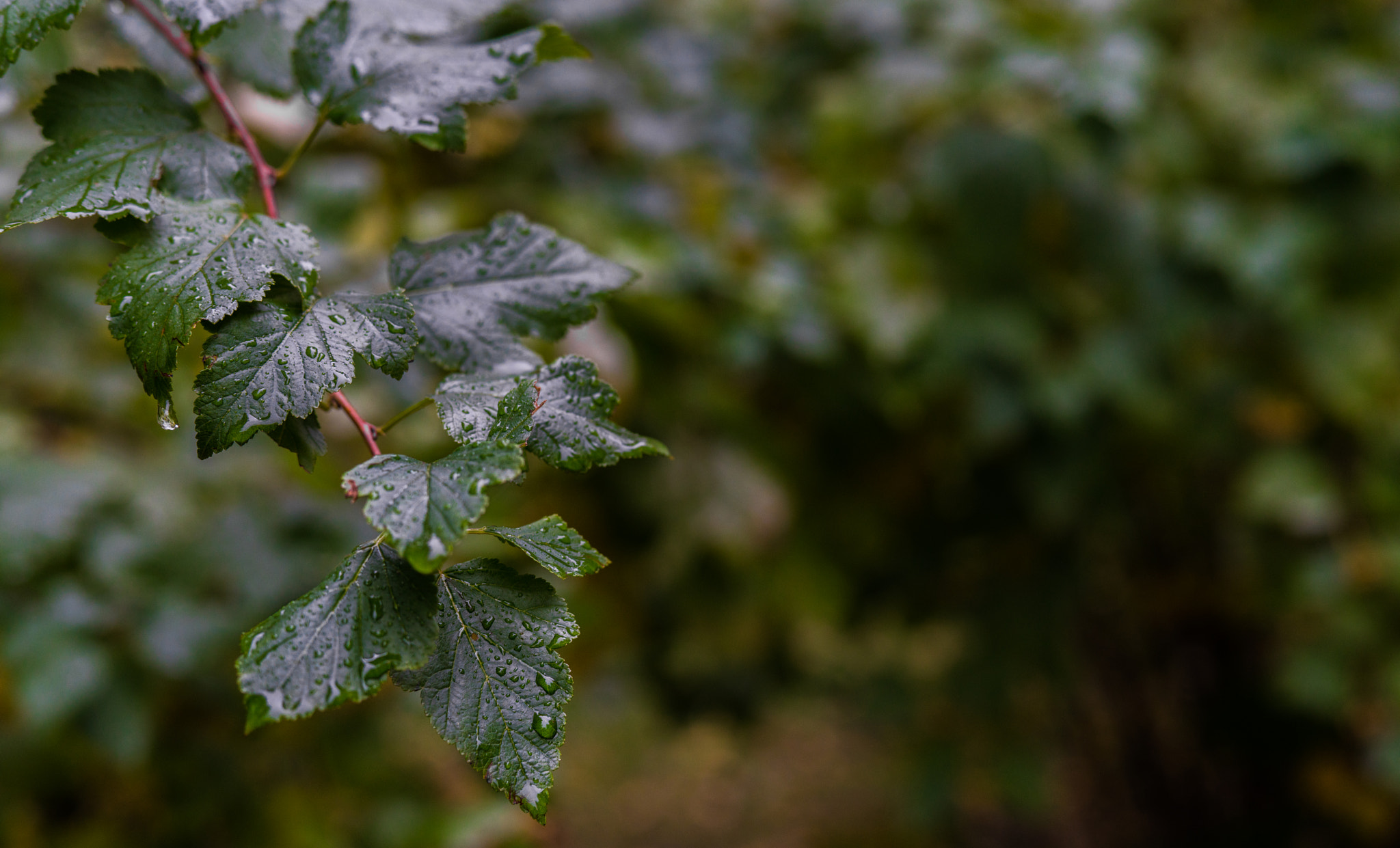 Sony a7R II sample photo. Rainy day photography