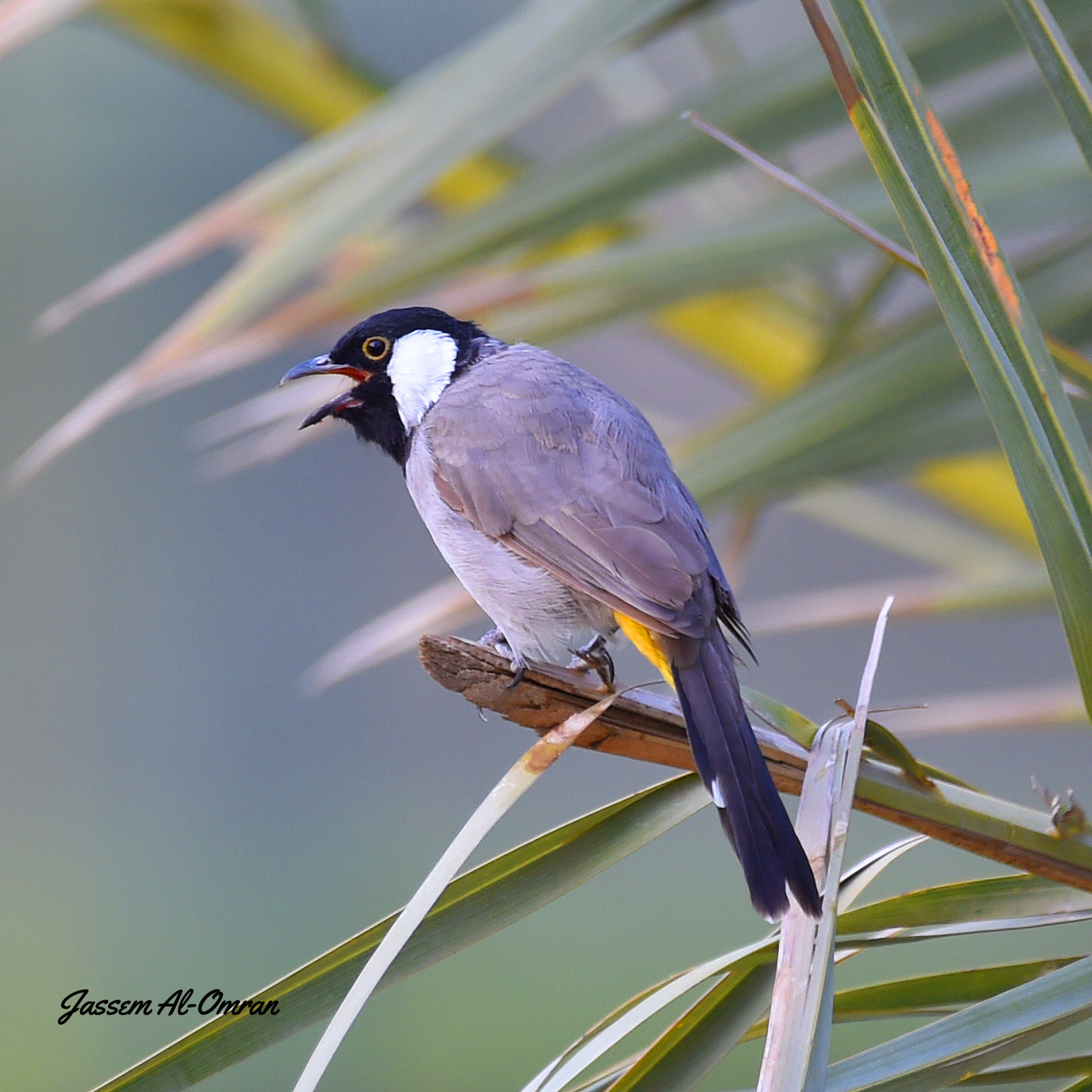 Sigma 150-600mm F5-6.3 DG OS HSM | C sample photo