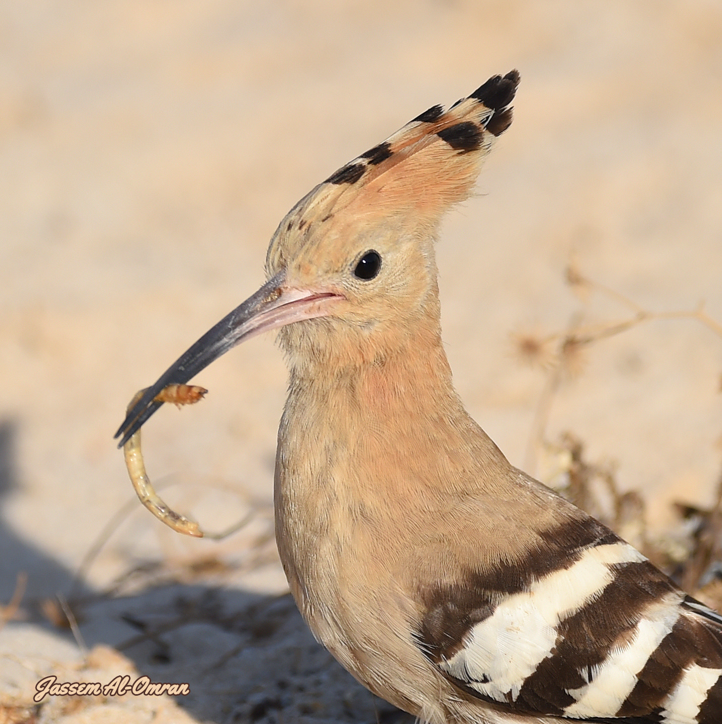 Sigma 150-600mm F5-6.3 DG OS HSM | C sample photo