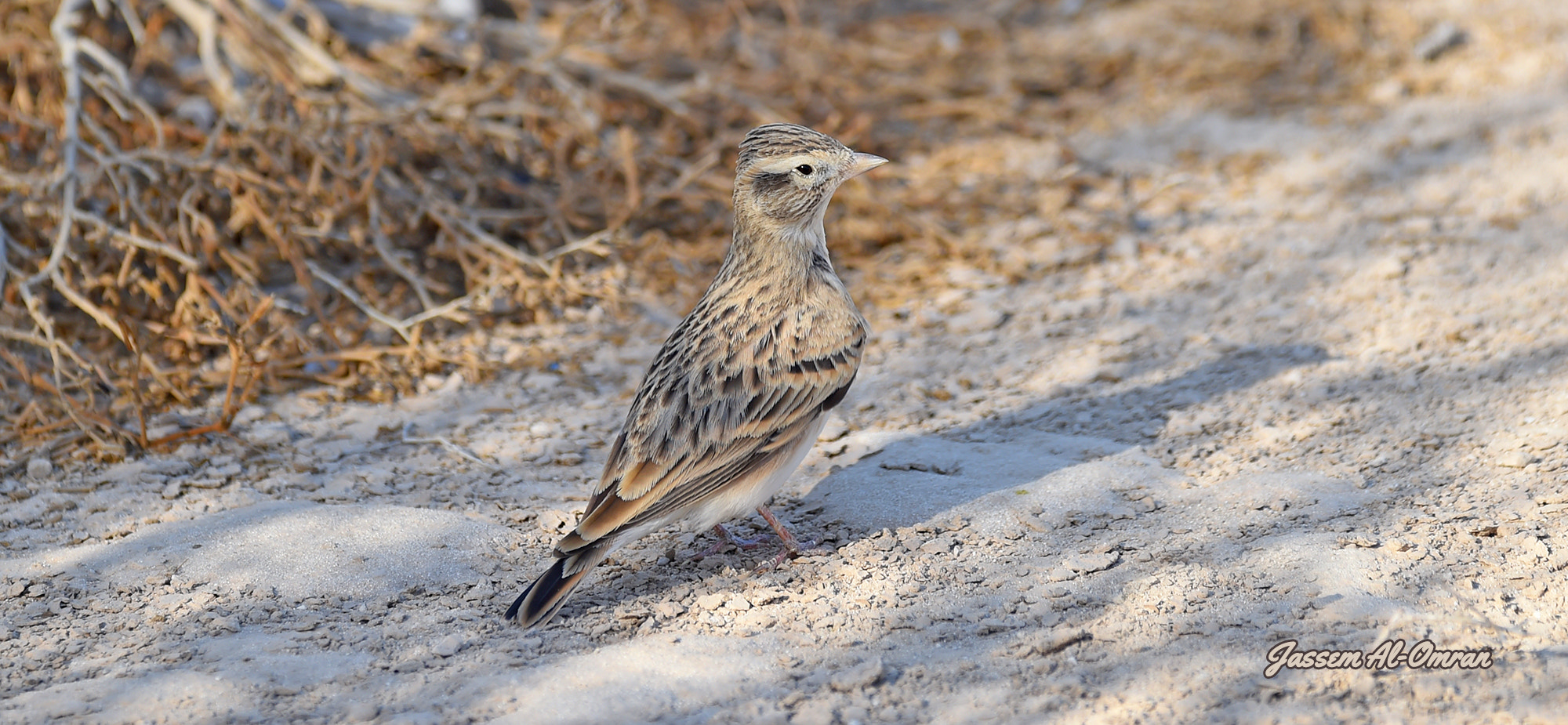 Sigma 150-600mm F5-6.3 DG OS HSM | C sample photo