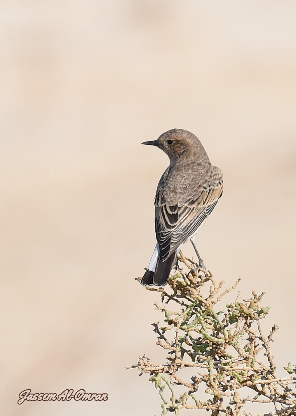 Sigma 150-600mm F5-6.3 DG OS HSM | C sample photo