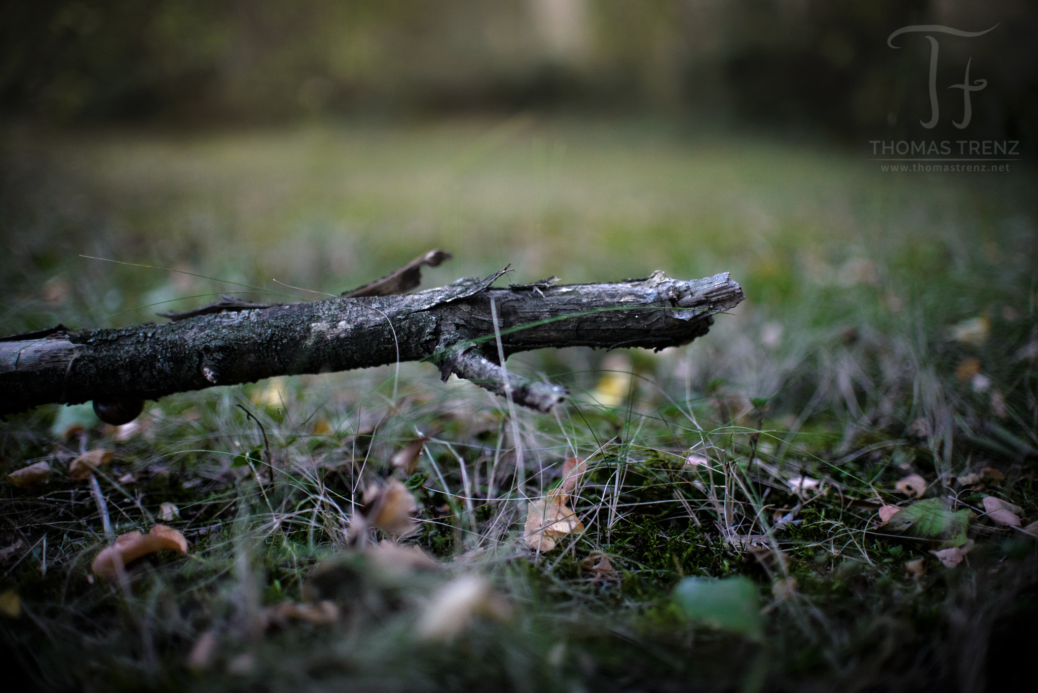 Nikon D600 sample photo. Autumn wood photography