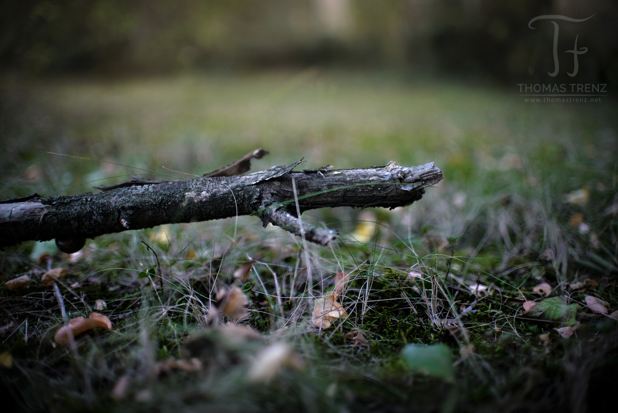 Nikon D600 + Nikon AF-S DX Nikkor 35mm F1.8G sample photo. Autumn wood photography