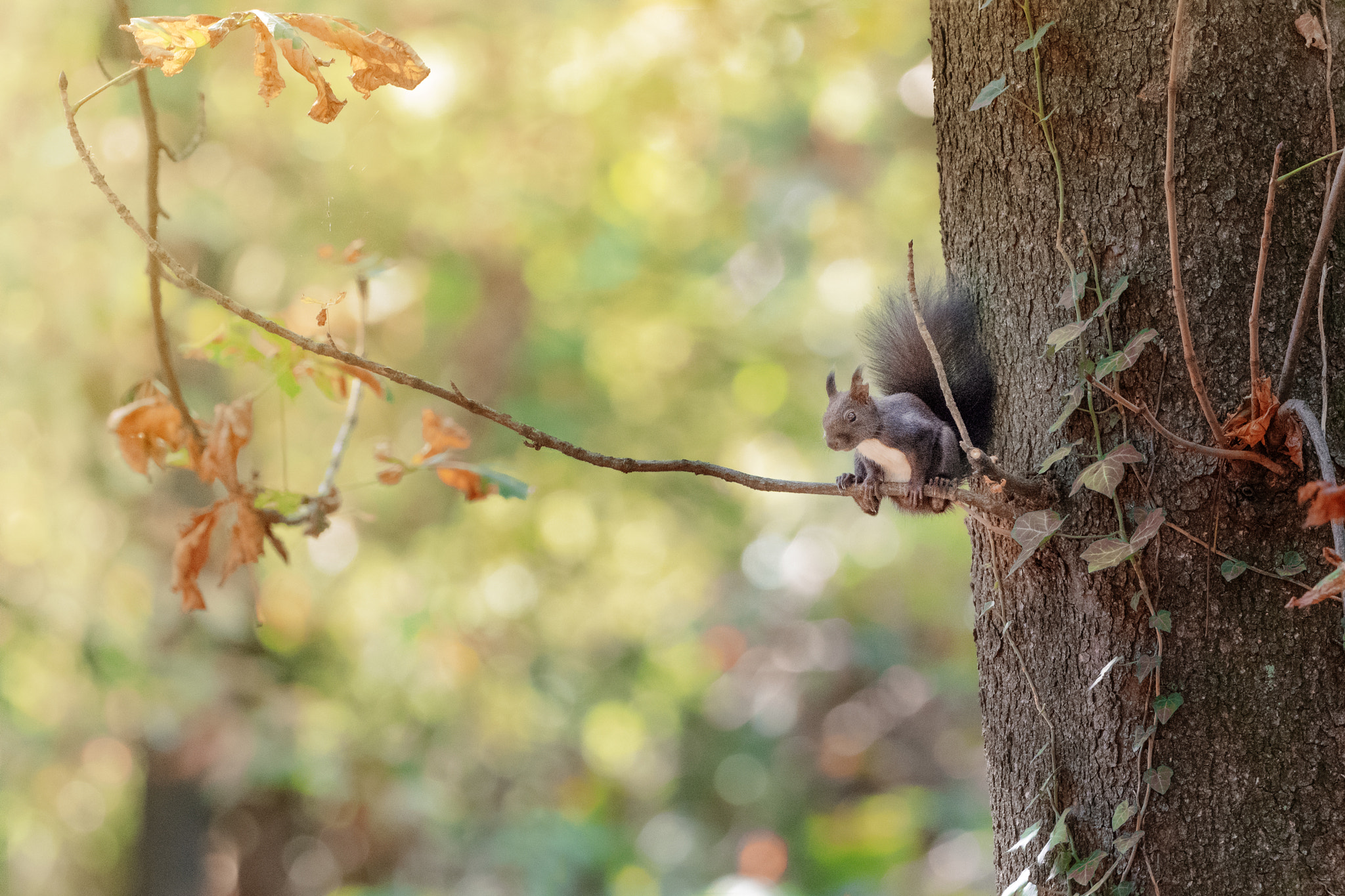 Olympus OM-D E-M1 sample photo. Squirrel in autumn photography