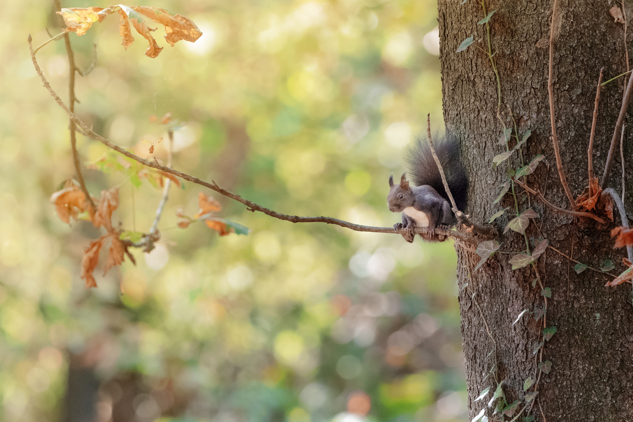 Olympus OM-D E-M1 + OLYMPUS M.300mm F4.0 sample photo. Squirrel in autumn photography