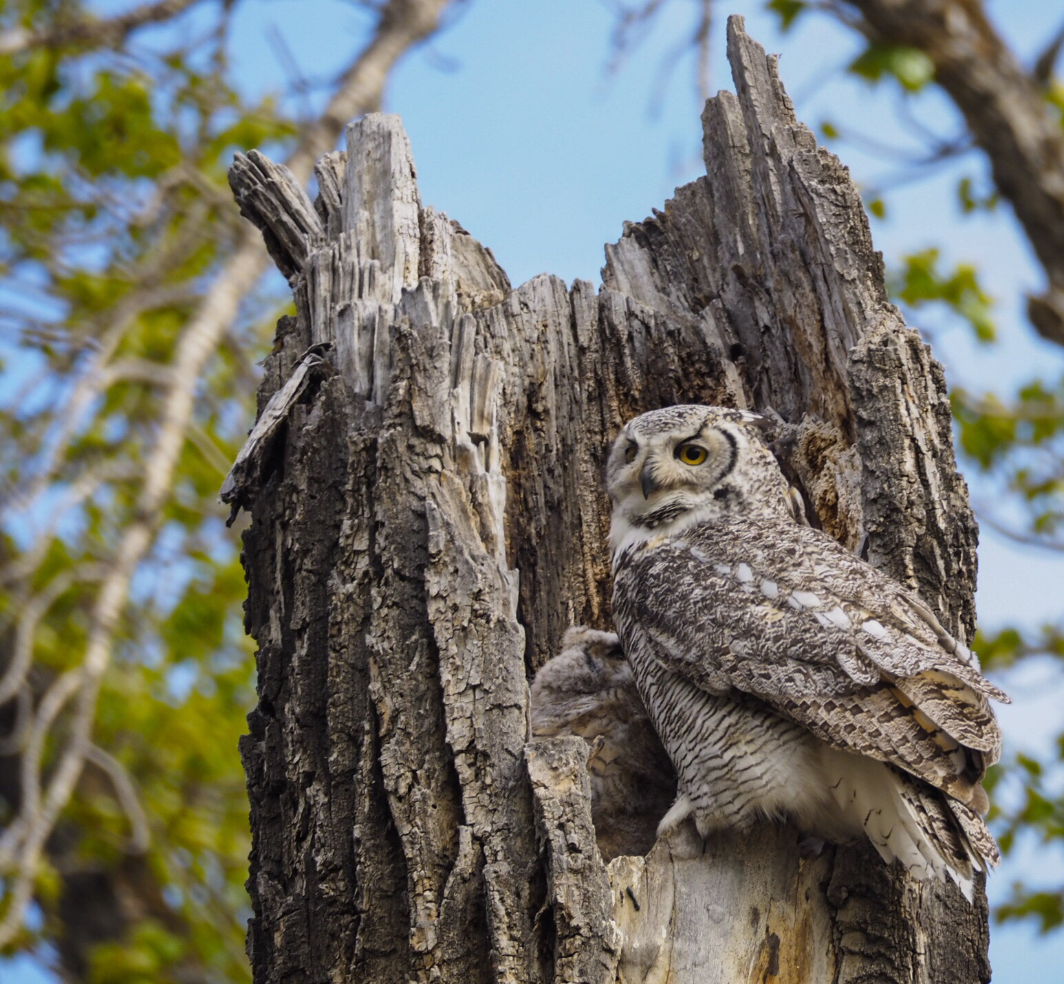 Olympus OM-D E-M10 II sample photo. Mamma great horned owl having a chat with her baby photography