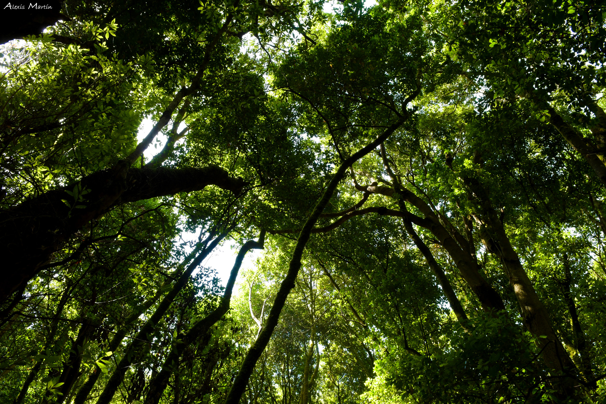 AF Zoom-Nikkor 24-50mm f/3.3-4.5 sample photo. Cúpula verde photography