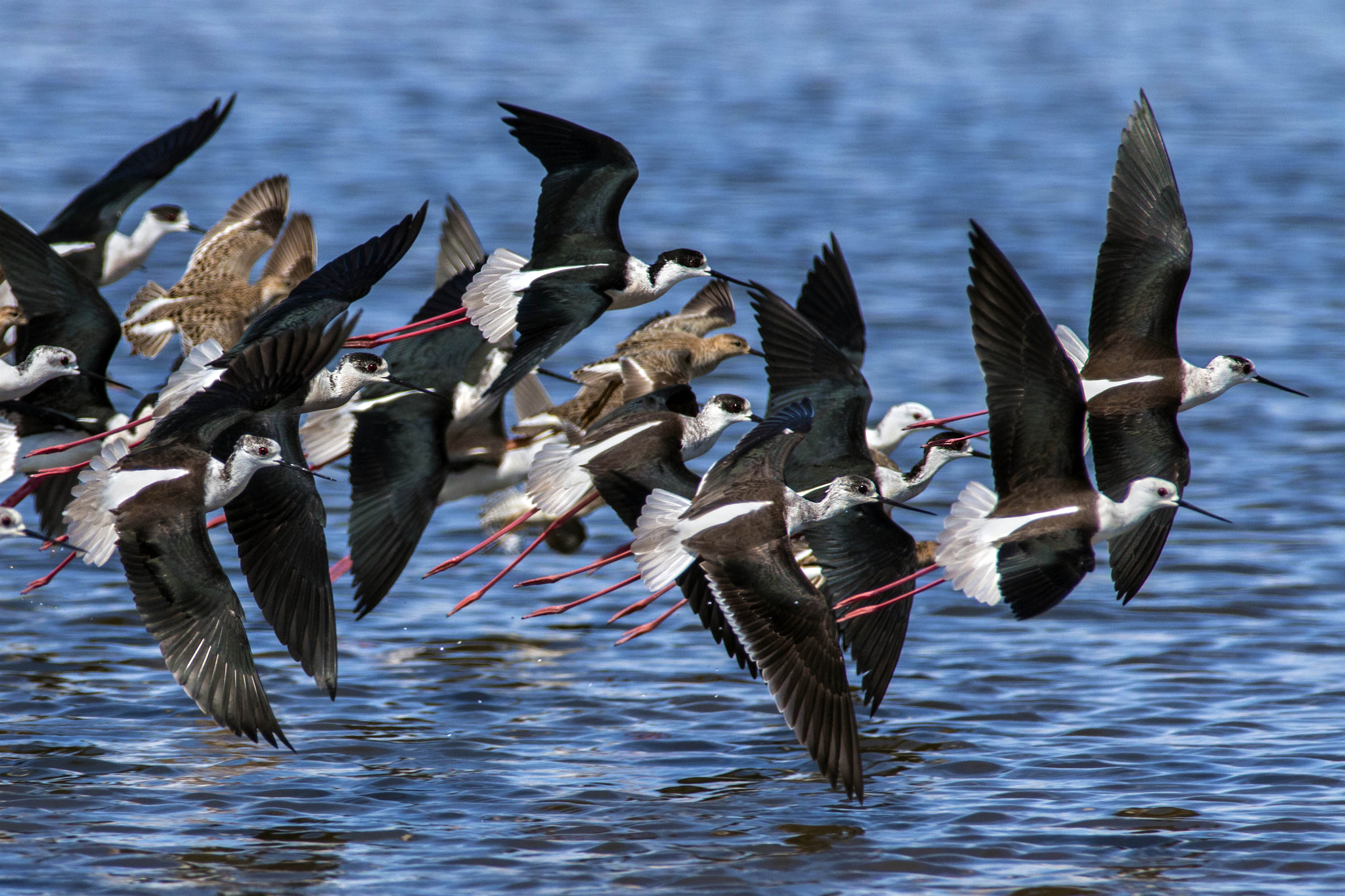 Canon EOS 70D + Canon EF 300mm f/2.8L + 1.4x sample photo. Migration photography