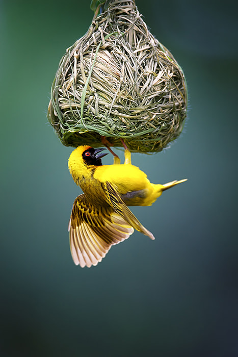 Canon EF 600mm F4L IS USM sample photo. Masked weaver at nest photography