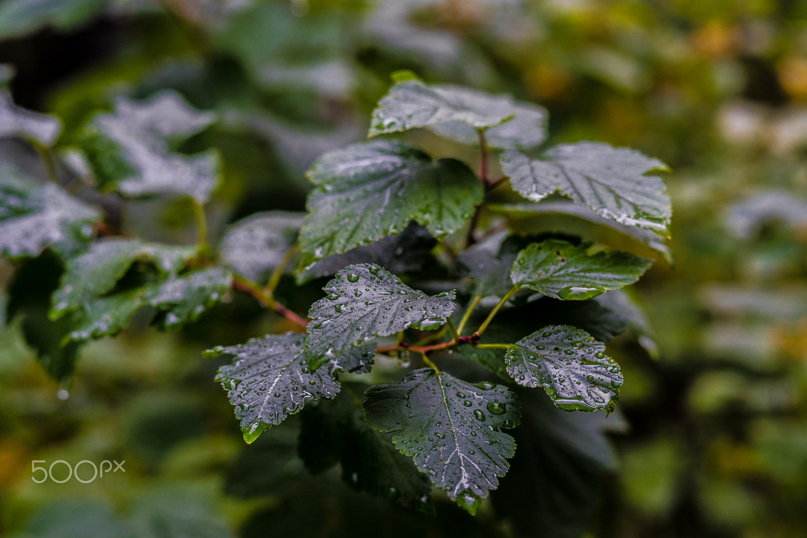 Sony a7R II sample photo. Raindrops on the leaves photography