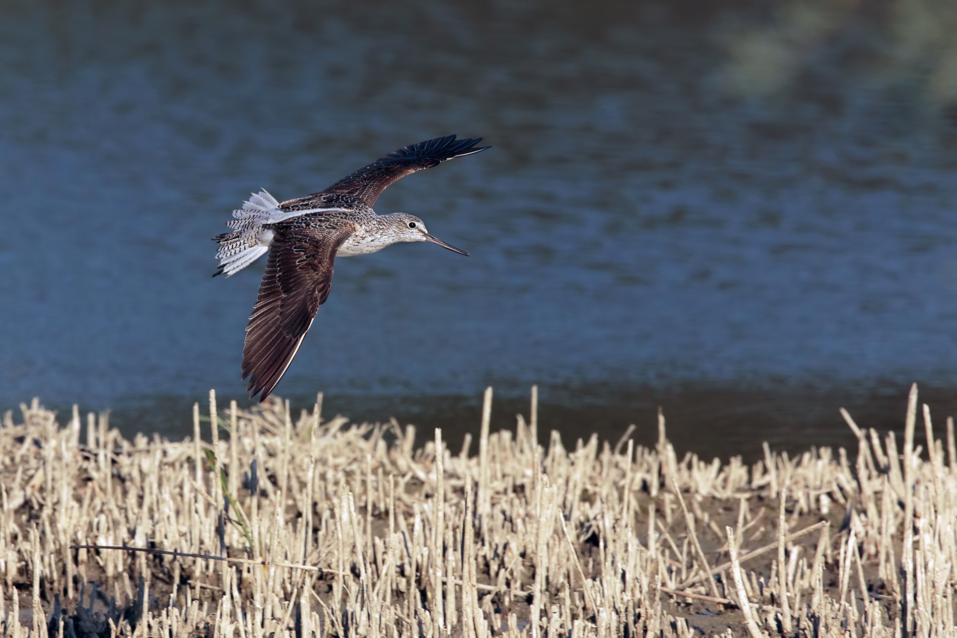 Canon EF 300mm F2.8L IS II USM sample photo. Greenshank photography