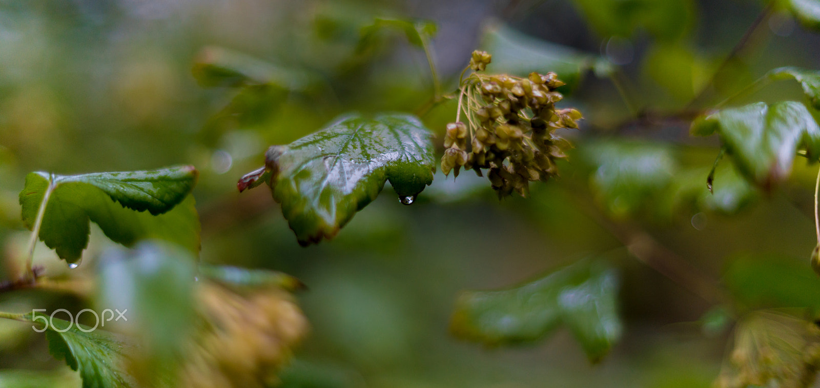 Sony a7R II + Sony 50mm F1.4 sample photo. A rain drop photography