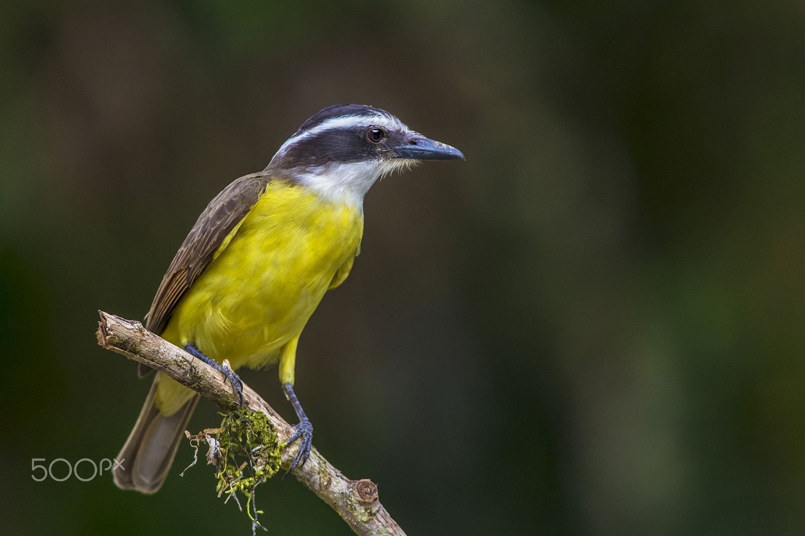 Nikon AF-S Nikkor 300mm F4D ED-IF sample photo. Great kiskadee photography