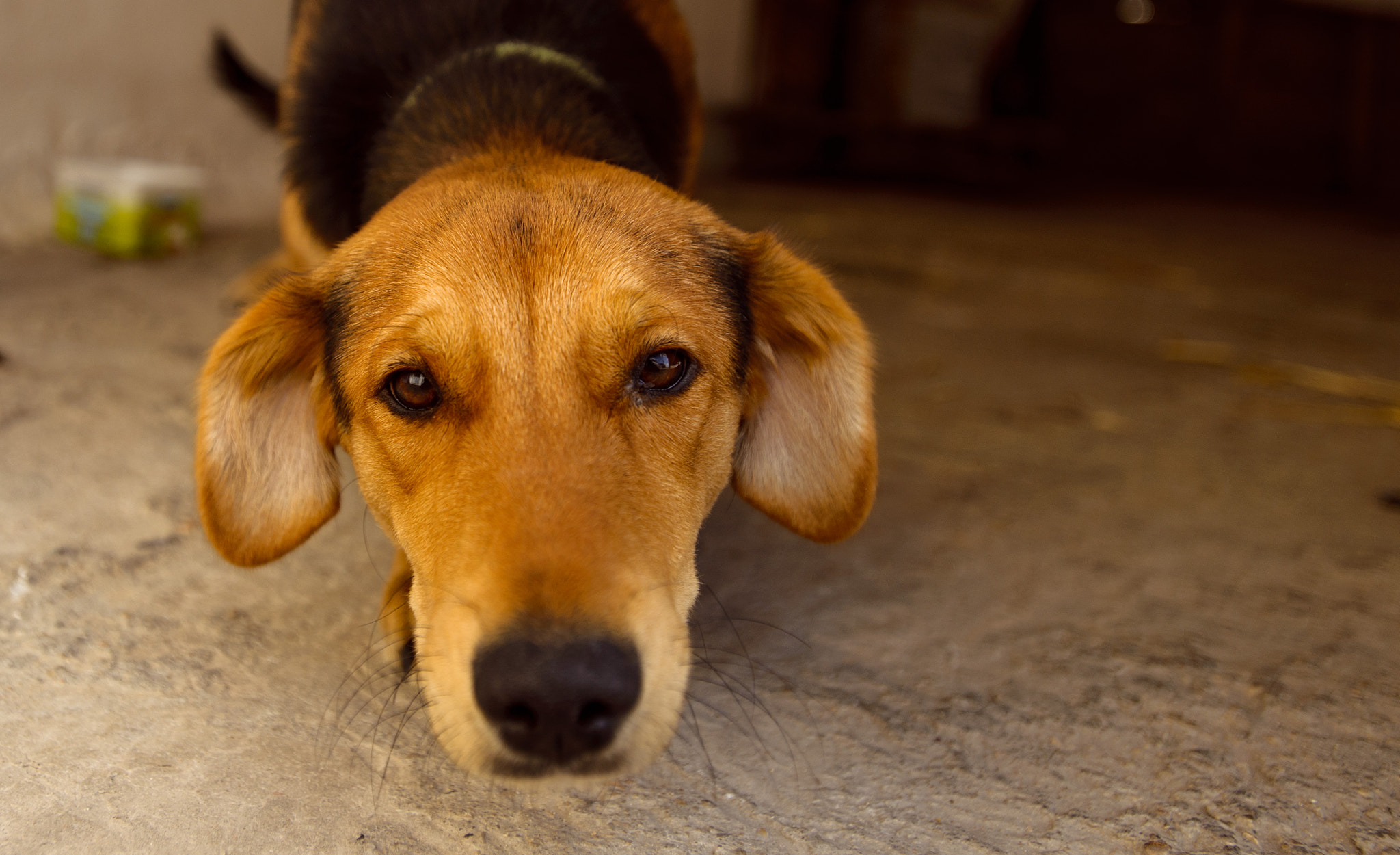 Nikon AF-S Nikkor 17-35mm F2.8D ED-IF sample photo. Curious hound photography