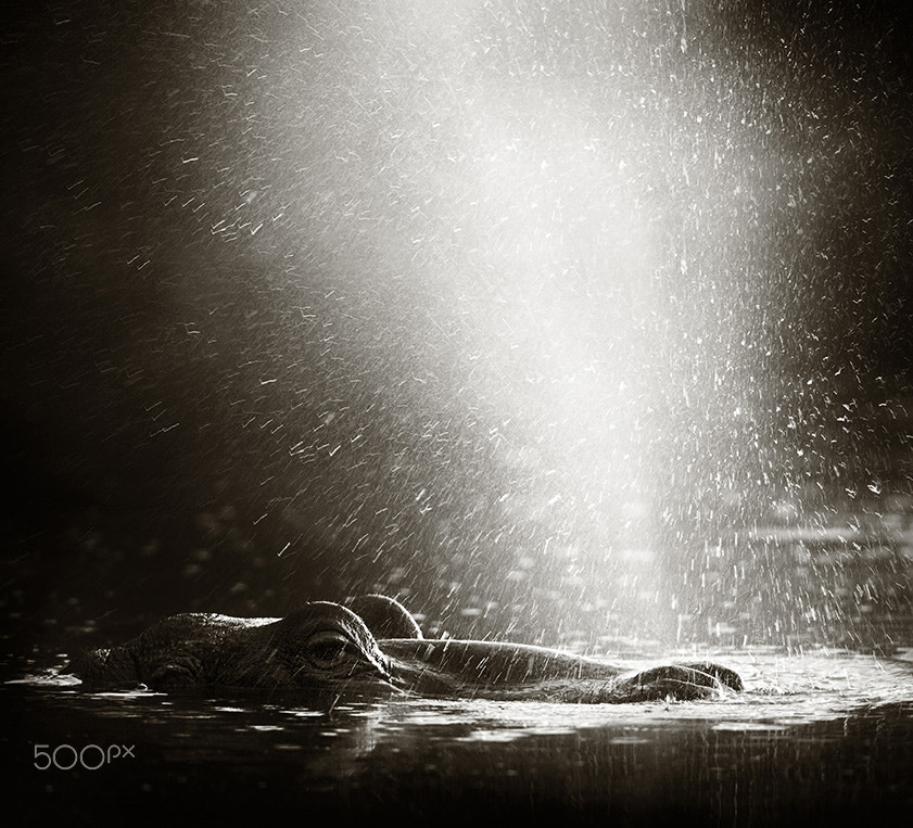 Canon EOS-1D Mark II N sample photo. Hippo blowing  air photography