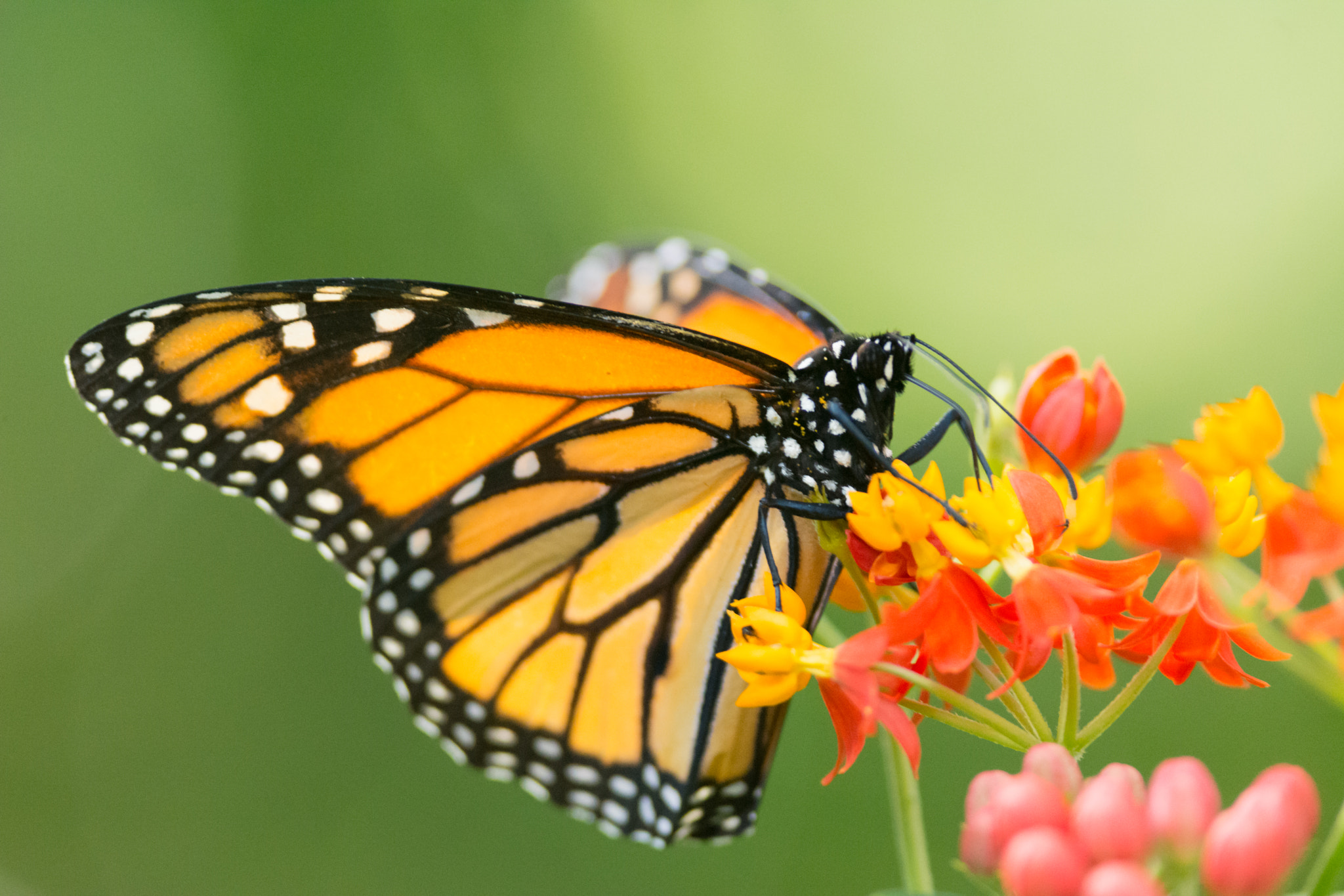 Nikon D5200 sample photo. Butterfly photography