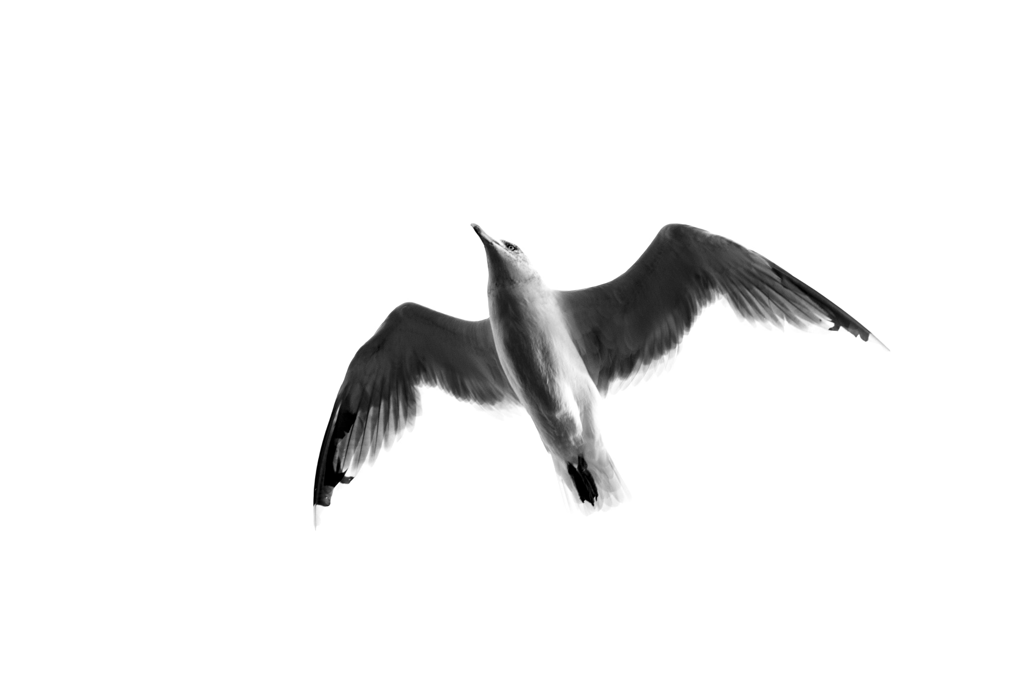 Canon EF-S 55-250mm F4-5.6 IS STM sample photo. Dove in white photography