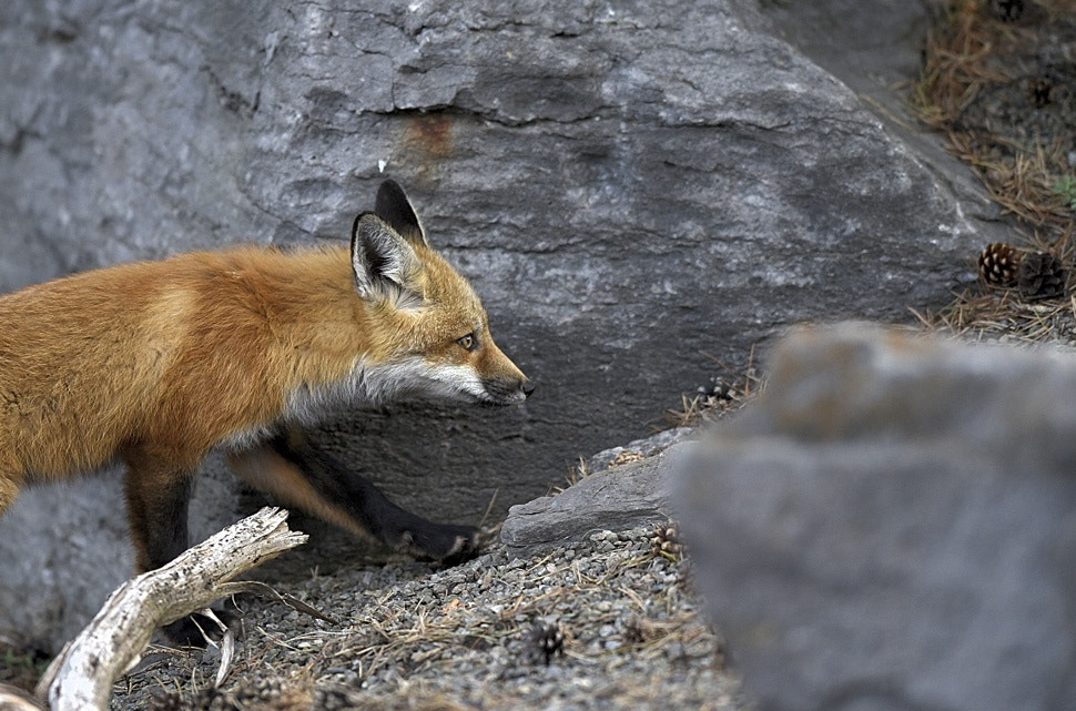 AF-S Nikkor 300mm f/2.8D IF-ED II sample photo. Fox climbing photography