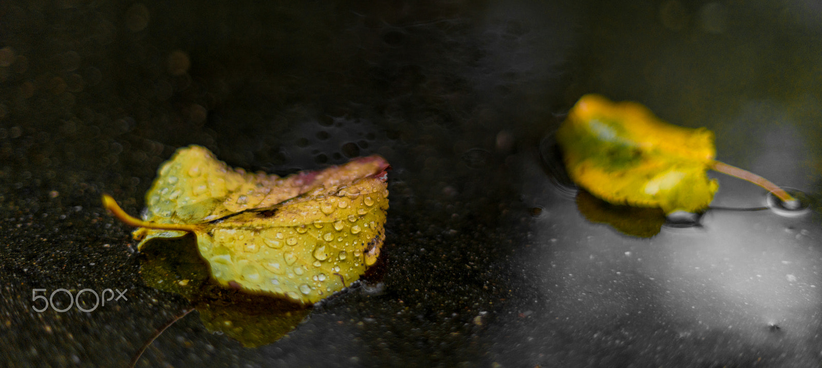 Sony a7R II + Sony 50mm F1.4 sample photo. Wet leaves photography