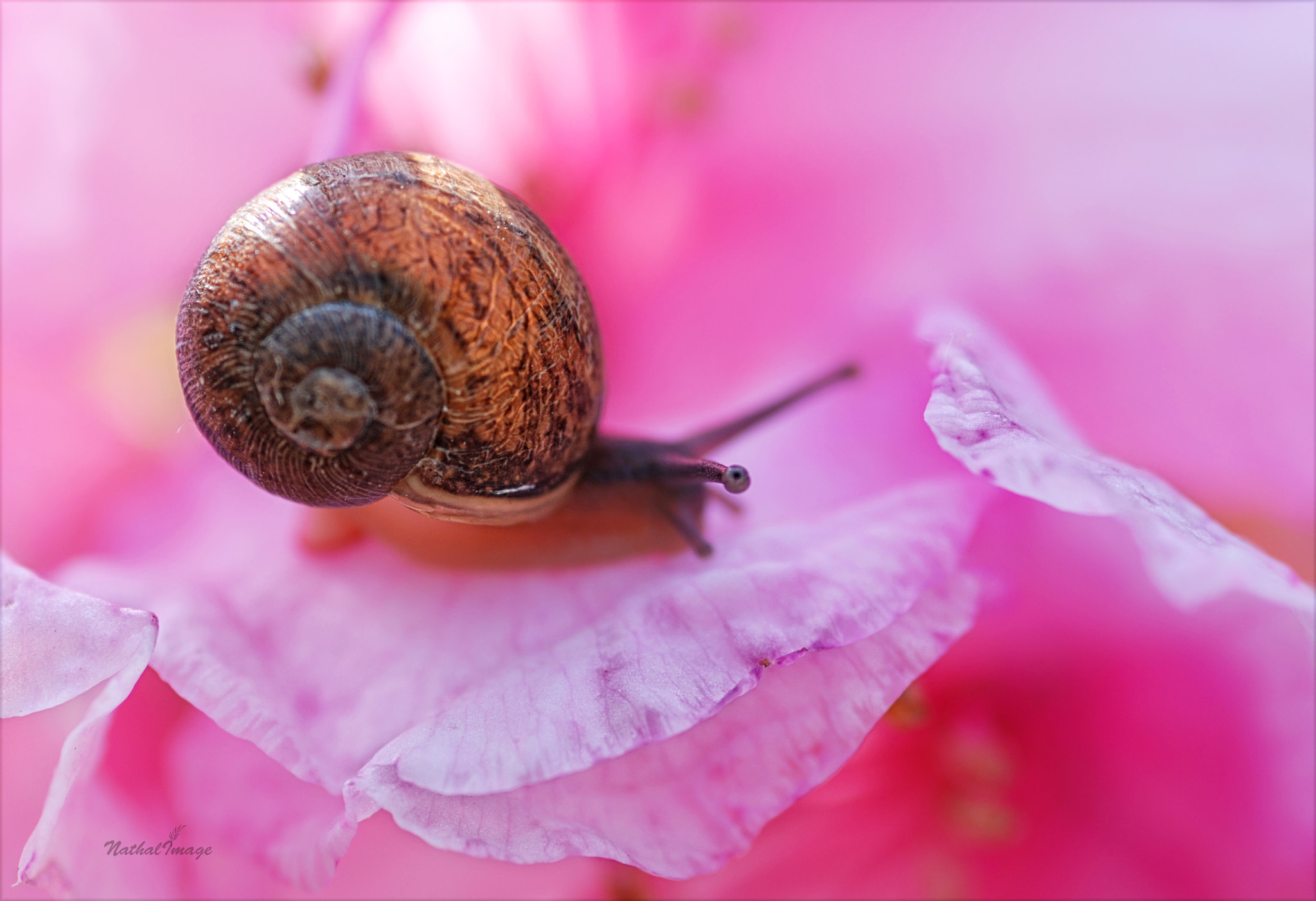 Nikon D80 + Sigma 105mm F2.8 EX DG Macro sample photo. Keeping an eye out...! photography