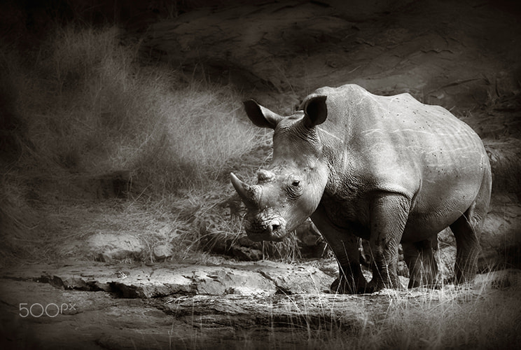 Canon EOS-1Ds Mark III sample photo. White rhinoceros on rocks photography