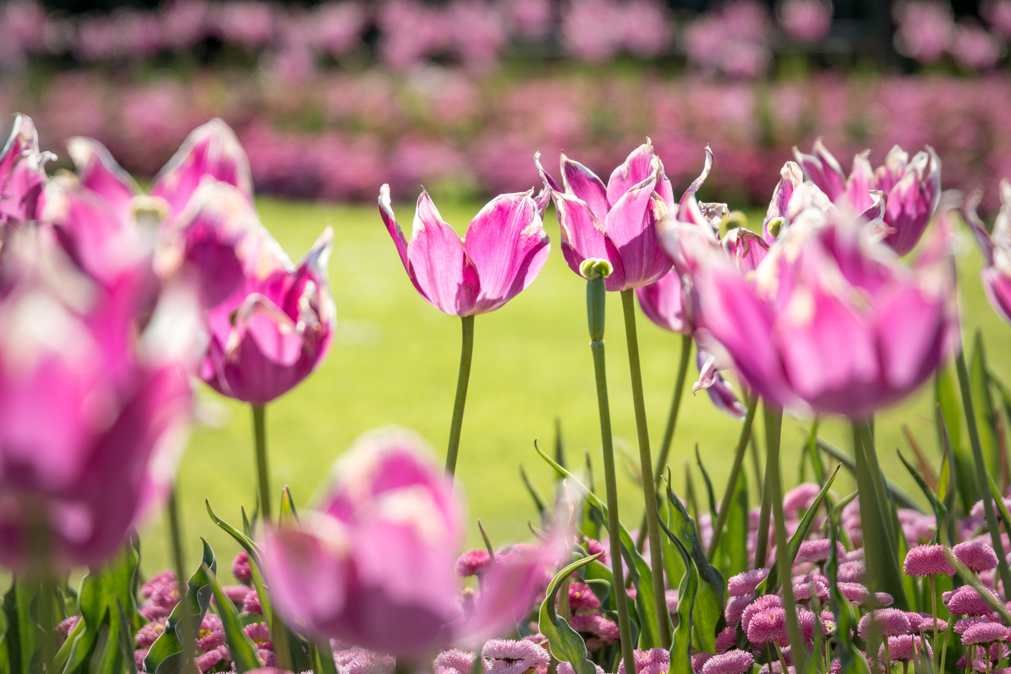 Canon EOS 70D + Sigma 24-105mm f/4 DG OS HSM | A sample photo. Field of tulips photography
