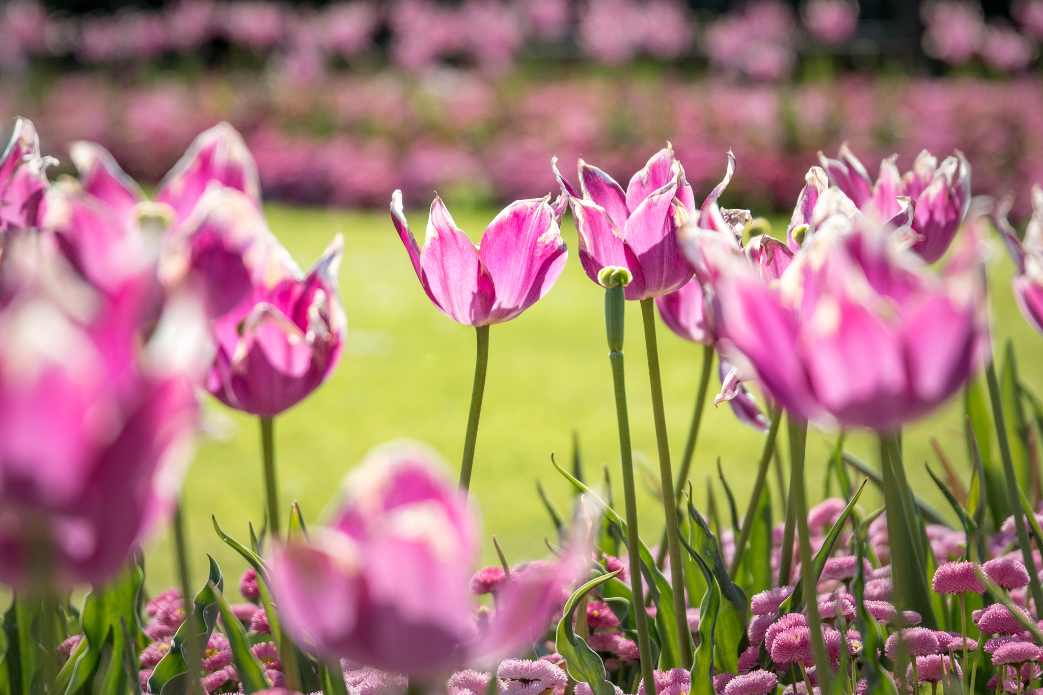 Sigma 24-105mm f/4 DG OS HSM | A sample photo. Field of tulips photography