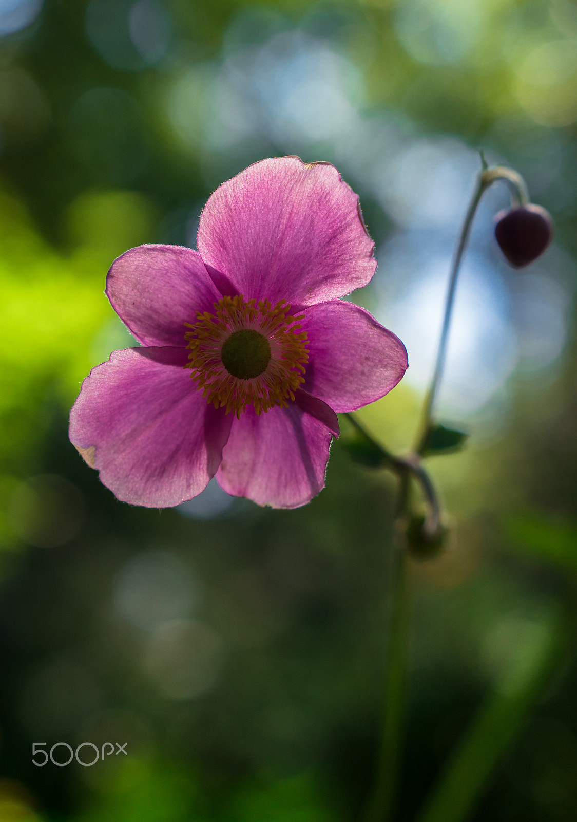 Sony a6300 sample photo. Pink anemone iii photography