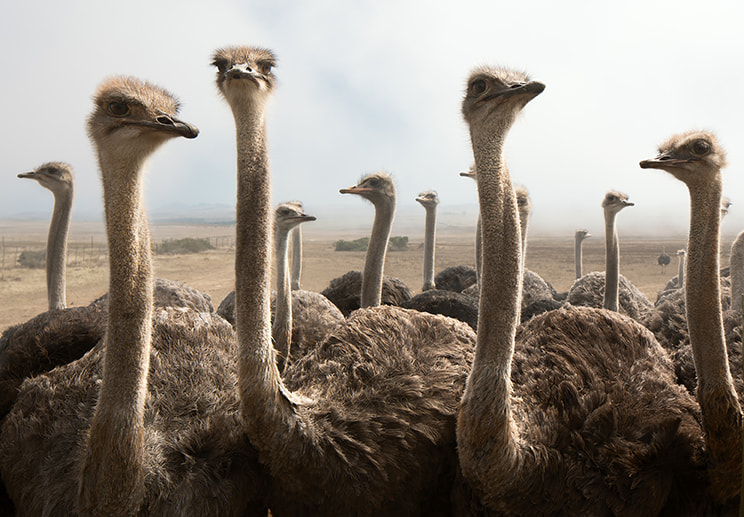 Canon EOS-1Ds Mark III + Canon TS-E 24.0mm f/3.5 L II sample photo. Group of ostrich heads together photography