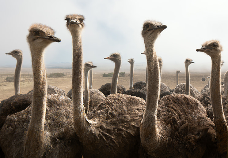 Canon TS-E 24.0mm f/3.5 L II sample photo. Group of ostrich heads together photography