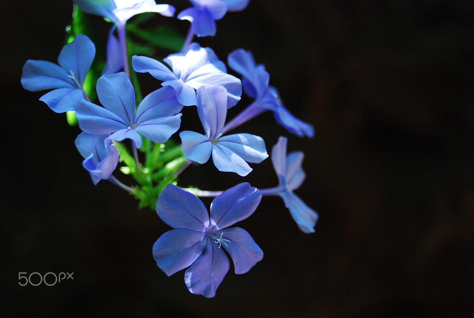 AF Zoom-Nikkor 28-80mm f/3.3-5.6G sample photo. Floating blue photography