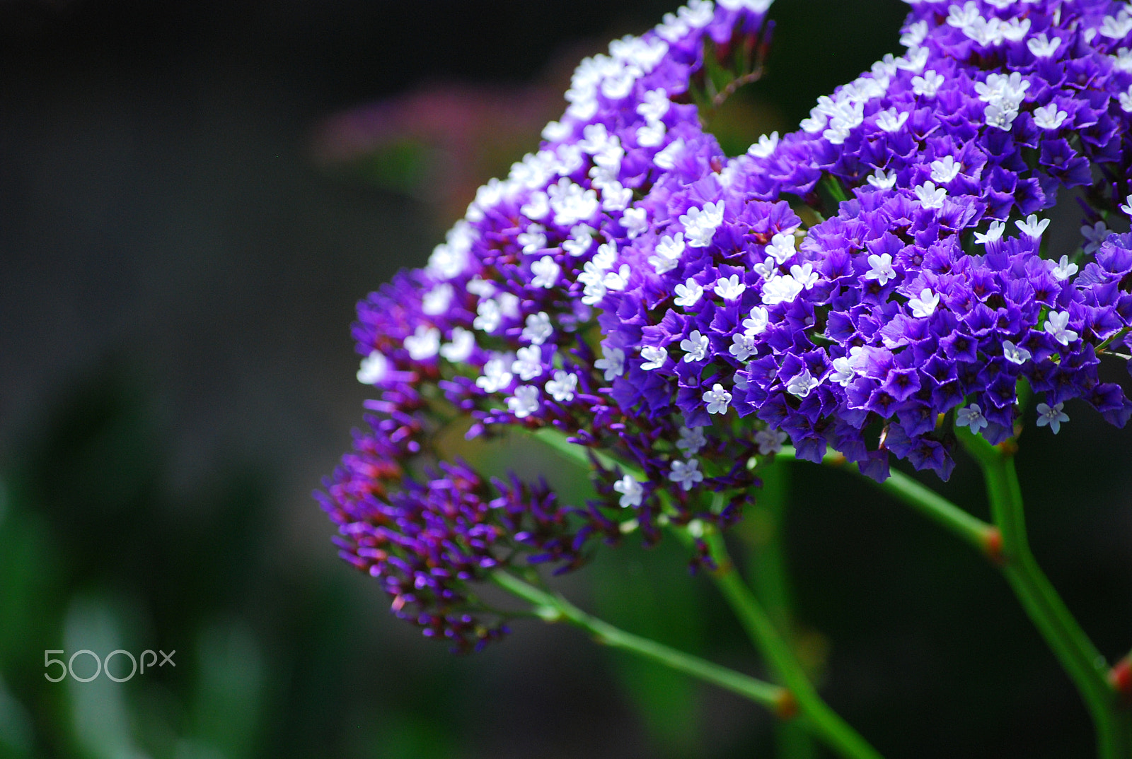 Nikon D80 sample photo. Purple haze photography