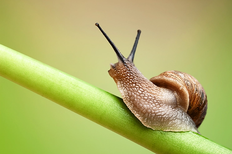 Canon EOS-1Ds Mark III sample photo. Snail on green stem photography