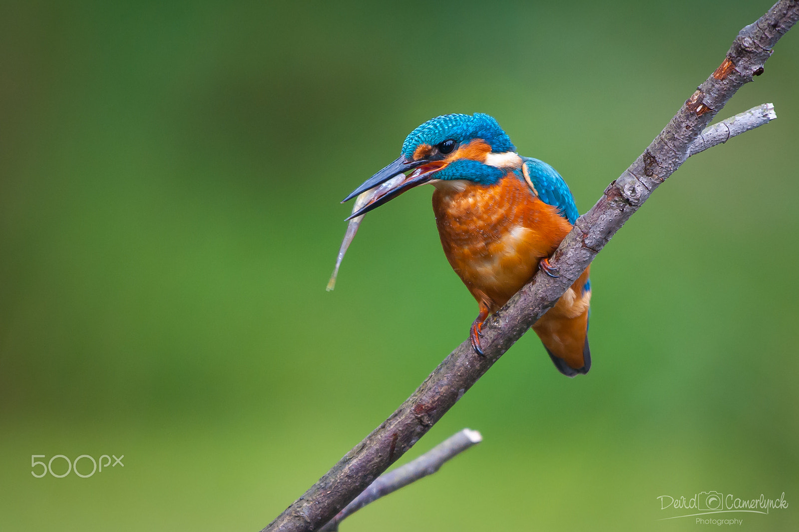 Nikon AF-S Nikkor 200-500mm F5.6E ED VR sample photo. Kingfisher i photography