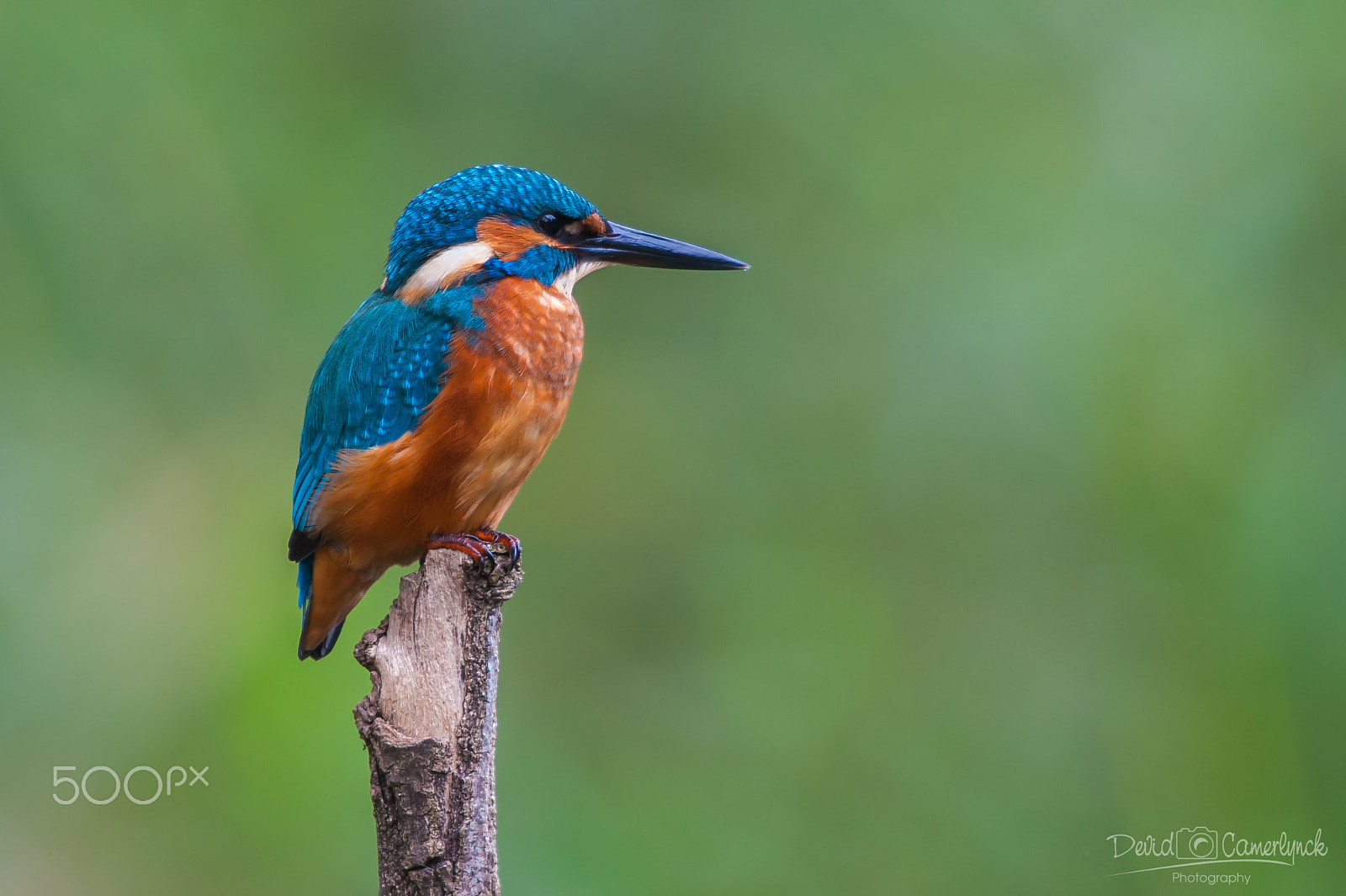 Nikon AF-S Nikkor 200-500mm F5.6E ED VR sample photo. Kingfisher ii photography