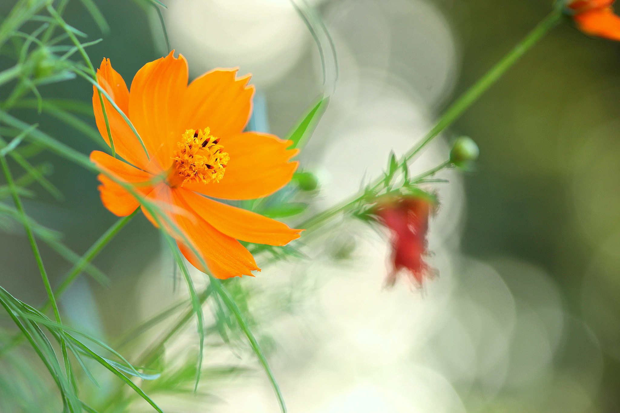 Canon EOS 650D (EOS Rebel T4i / EOS Kiss X6i) sample photo. In the light photography