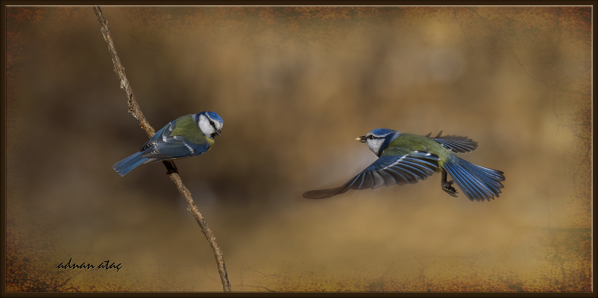 Sigma 150-600mm F5-6.3 DG OS HSM | S sample photo. Mavi baştankara - cyanistes caeruleus - eurasian blue tit photography