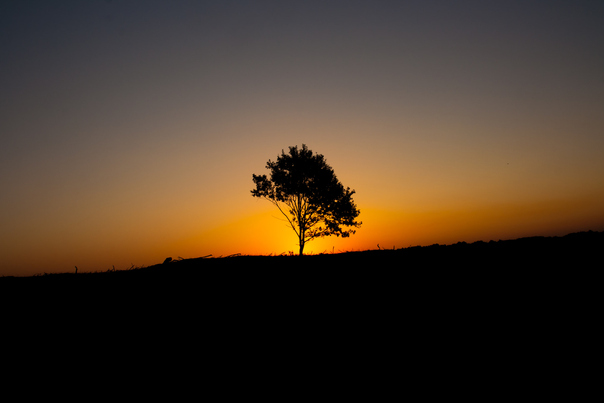 Canon EOS 1000D (EOS Digital Rebel XS / EOS Kiss F) sample photo. Sunrise lonely tree photography