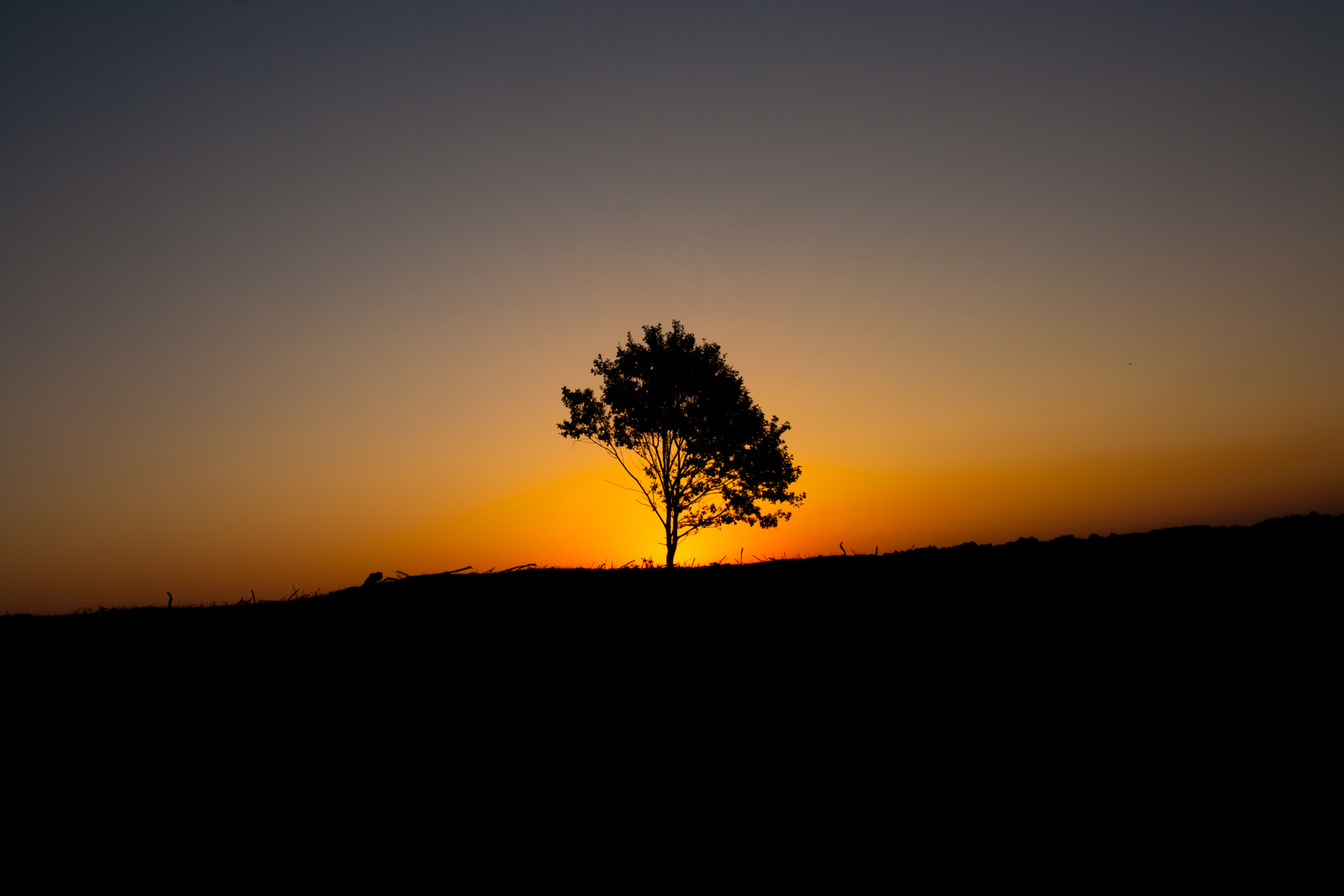 Sigma 18-200mm f/3.5-6.3 DC OS sample photo. Sunrise lonely tree photography