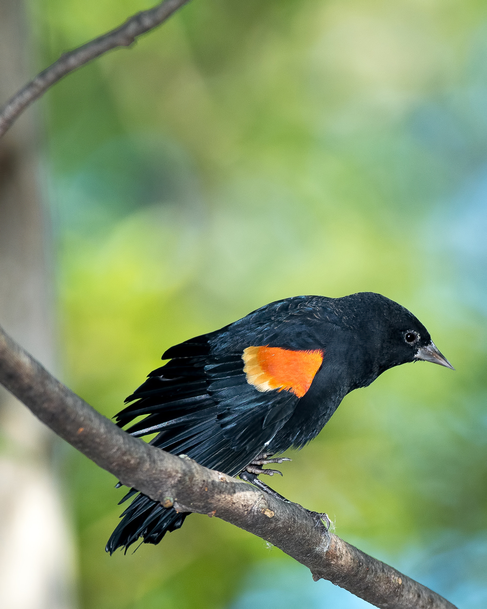 Nikon AF-S Nikkor 500mm F4D ED-IF II sample photo. Showing rank photography